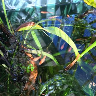 楊貴妃メダカ(紅帝)若魚・幼魚