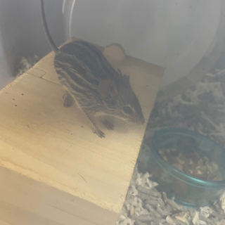 シマクサマウスくんベビ♡