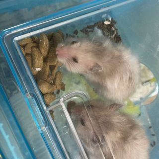 ハムちゃんず💓