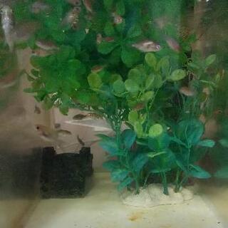 売ります　金魚の稚魚　知育にいかがですか？