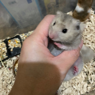 無事里親様決まりました！ありがとうございました。