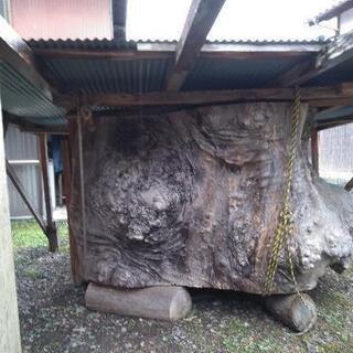欅の珍木の原木です。の画像