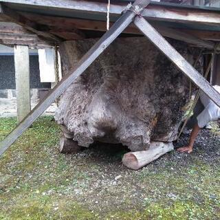 欅の珍木の原木です。の画像