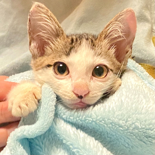 猫ちゃん 