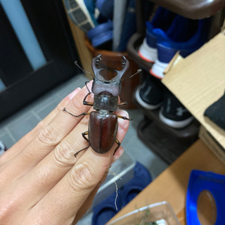 ミヤマクワガタ♂3匹 62mm up