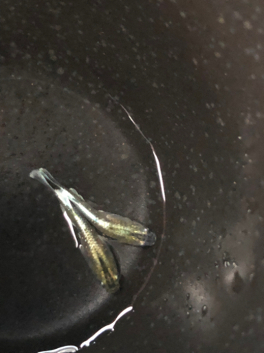 マリアージュロングフィン色付き　めだか　若魚　1ペア