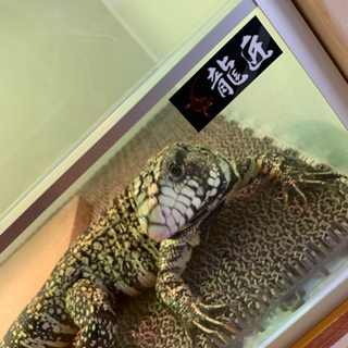 爬虫類、生き物全般　好きな方😊