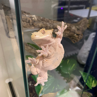 爬虫類、生き物全般　好きな方😊 - 太田市