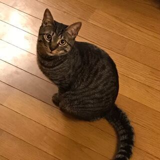 [募集一時停止します] 元気いっぱい　仲良しキジトラ兄弟　すばる君とだいち君 - 猫