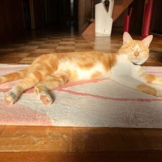 須坂市で猫が迷子になっています - 須坂市