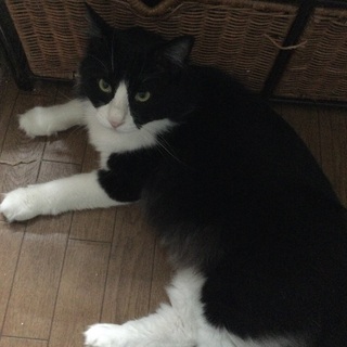 保護猫の里親募集ボランティアの方を探しています！！