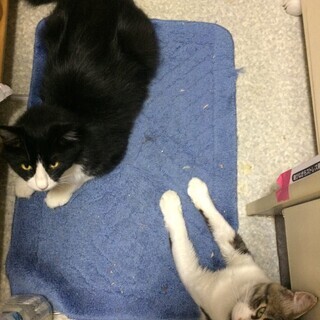 保護猫の里親募集ボランティアの方を探しています！！ - 深谷市