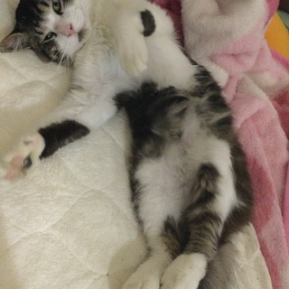 保護猫の里親募集ボランティアの方を探しています！！ - 手伝って/助けて