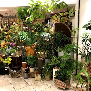 東急プラザ蒲田で観葉植物フェア
