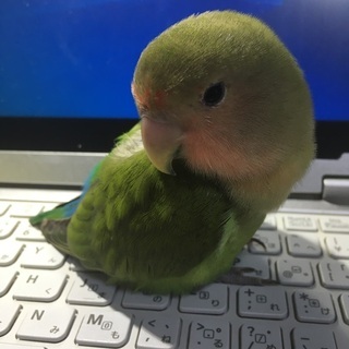 コザクラインコが逃げ出しました