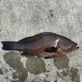 #マリンスポーツ#素潜り#銛メンズ#銛ガール#磯遊び#魚突き#神奈川#静岡#千葉 - 友達