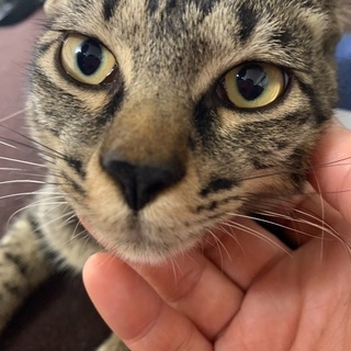 キジトラ5口 猫の里親募集】愛知県・雑種・「5s81」キジトラ（ID:2309-01497