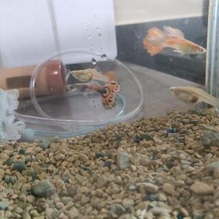 熱帯魚をあげます