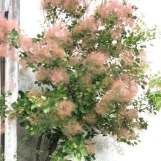 スモークツリー探しています