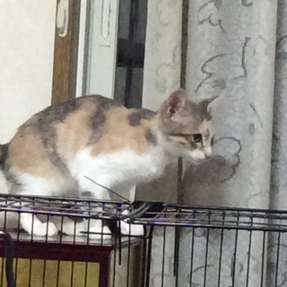 子猫の里親さん探してます