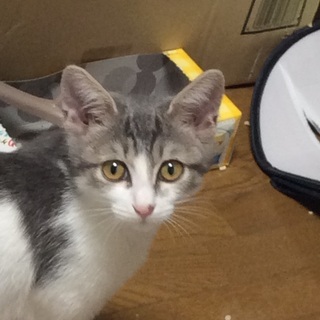 子猫の里親さん、募集してます