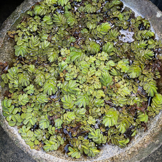 水草