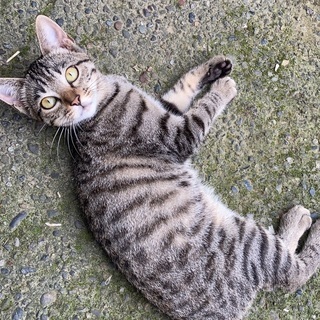 3匹の子猫をもらって下さい。