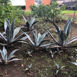 アガベ　青の竜舌蘭の画像