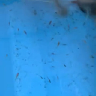 写真の親メダカの稚魚お楽しMIXの画像