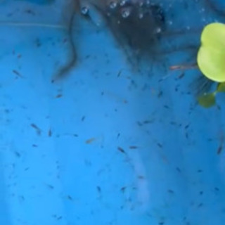 写真の親メダカの稚魚お楽しMIXの画像