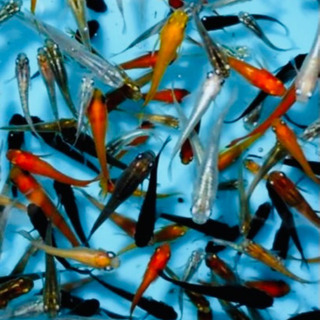 写真の親メダカの稚魚お楽しMIXの画像