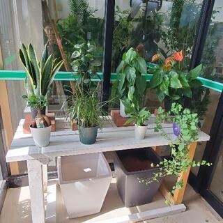 観葉植物のレンタル