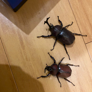 カブトムシの画像