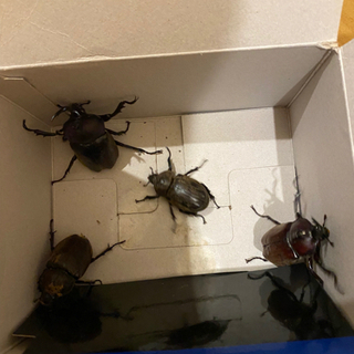 カブトムシ