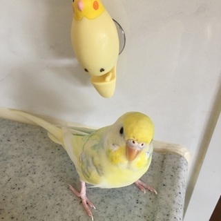 セキセイインコを探しています。
