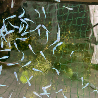 幹之メダカ（弱光〜中光）s〜mサイズの画像