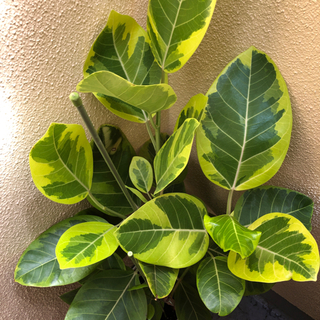 取引中です　ゴムの木　観葉植物の画像