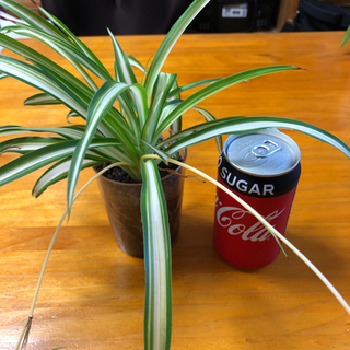 折り鶴ラン　観葉植物
