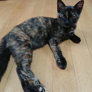 仔猫の里親さんを探しています。