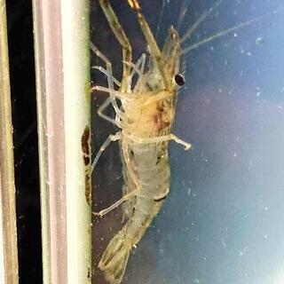 水槽整理のため特価‼️テナガエビの画像