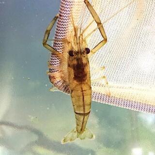 水槽整理のため特価‼️テナガエビ