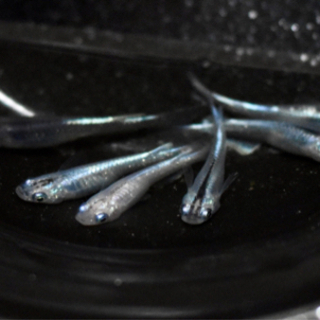 みゆきメダカ（弱光〜中光）s-mサイズ