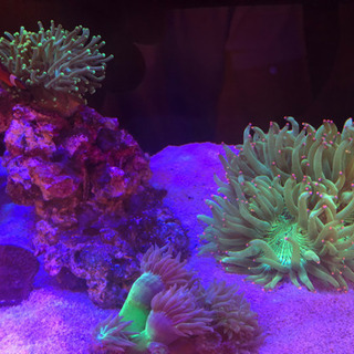 写真内のもの販売致します　海水　海水魚　魚　水槽の画像