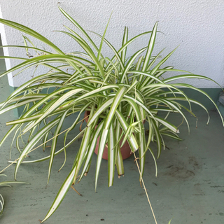【お譲り先決定】観葉植物　　オリヅルラン