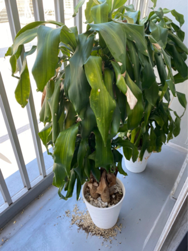 観葉植物2個