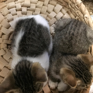 ２匹の子猫【交渉中】 - 猫