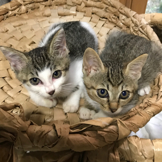 ２匹の子猫【交渉中】