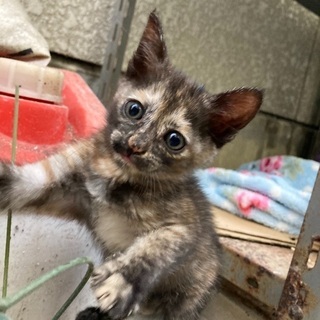 生後1ヶ月〜1ヶ月半くらいの子猫ちゃん女の子です！里親募集中です...