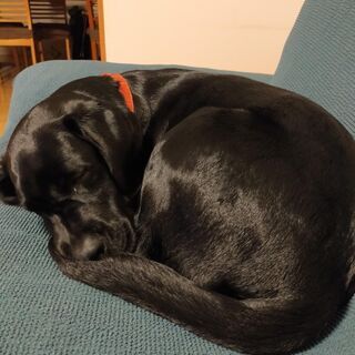 愛犬の友達になってくれる方を募集します - 調布市