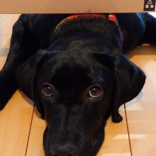 愛犬の友達になってくれる方を募集します - 友達